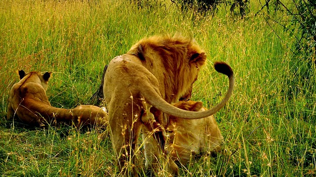 肯尼亚马赛马拉，一只雄狮站在两只躺在草丛中的雌狮旁边视频下载
