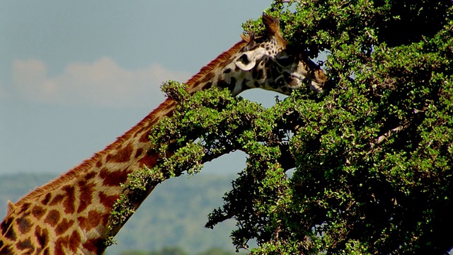 MS长颈鹿在树顶喂食/马赛马拉，肯尼亚视频素材