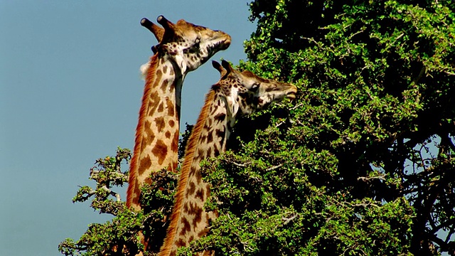 两只长颈鹿在树顶进食/肯尼亚马赛马拉视频素材