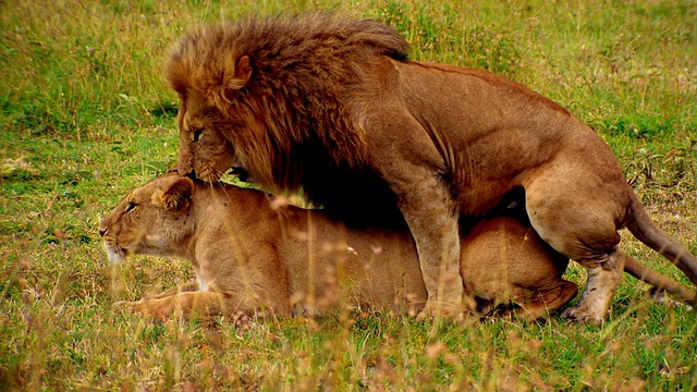 肯尼亚马赛马拉，一只狮子试图与母狮子交配，结果被追赶视频下载