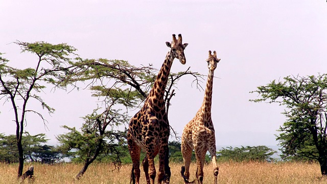 肯尼亚马赛马拉，树旁，雄性长颈鹿站在雌性长颈鹿后面视频素材