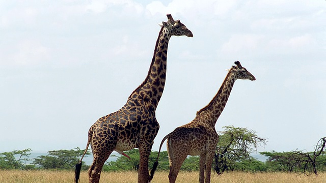 雄性长颈鹿站在雌性长颈鹿后面/马赛马拉，肯尼亚视频素材