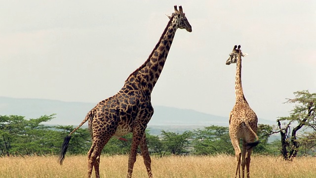 两只试图交配的长颈鹿/肯尼亚马赛马拉视频下载