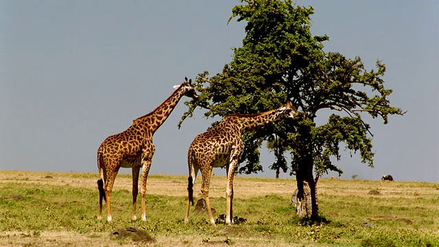 两只长颈鹿在树上进食/马赛马拉，肯尼亚视频素材