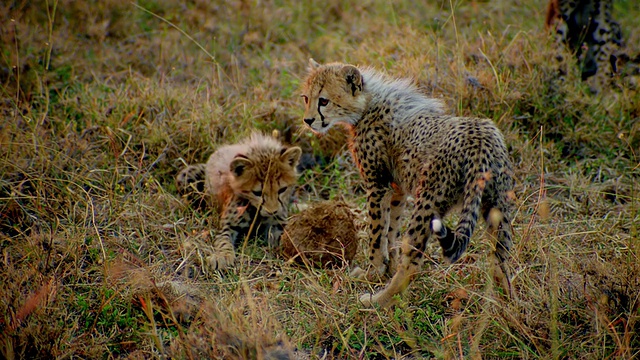两只小猎豹玩石头/马赛马拉，肯尼亚视频素材