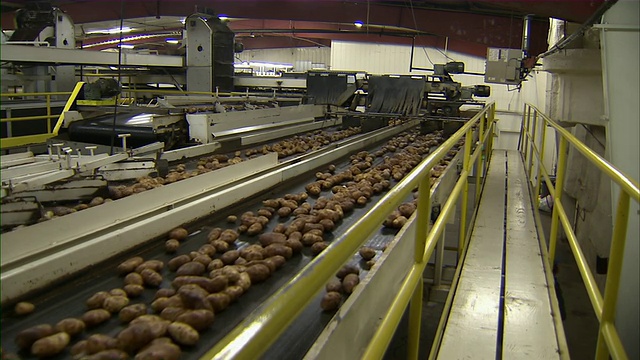 两排土豆沿着传送带移动的工厂车间。视频素材