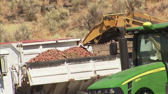 土豆装载进拖拉机拖车的特写。视频素材