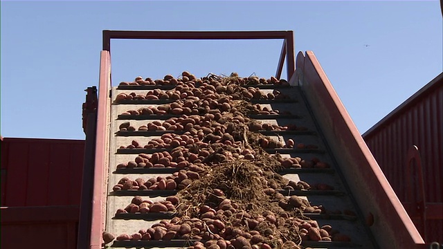 近距离的土豆移动到一个输送臂和大，红色拖车箱。视频素材