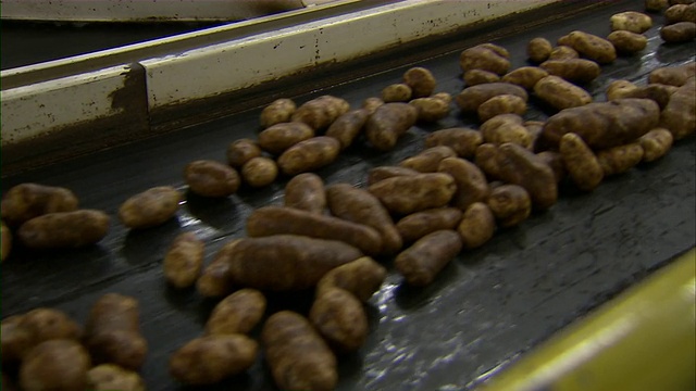 近距离拍摄的一排土豆沿着输送带在包装工厂。视频素材