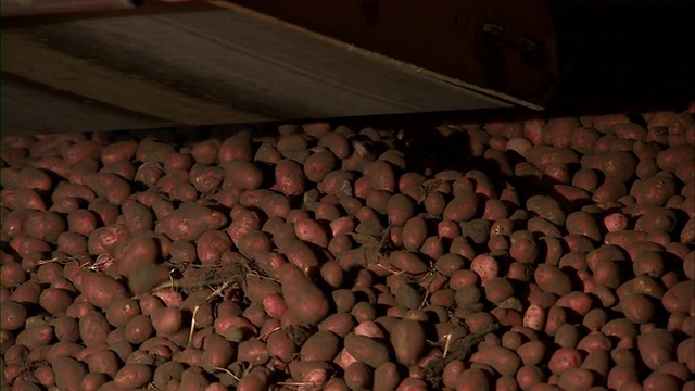 近距离的输送臂空土豆非常大的堆。视频素材