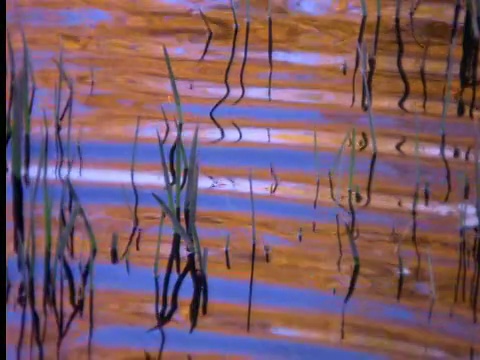 水中的金色倒影视频素材