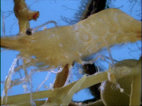 百慕大海藻上的马尾藻对虾视频下载