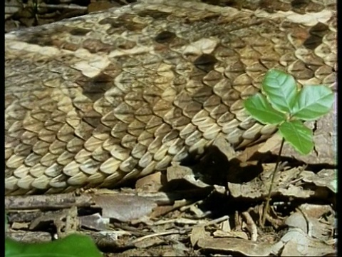 在肯尼亚森林地面上游动的腹蛇(Bitis arietans)鳞片视频下载