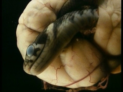 胚胎草蛇头蛋，6周。英国视频下载
