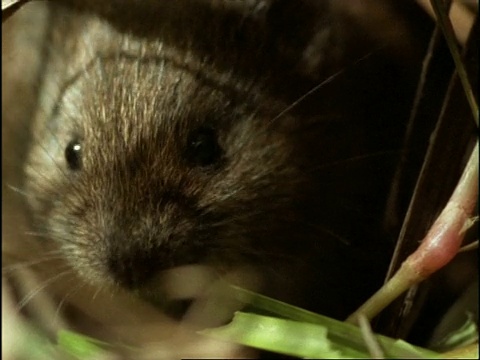 吃草的田鼠，美国视频素材