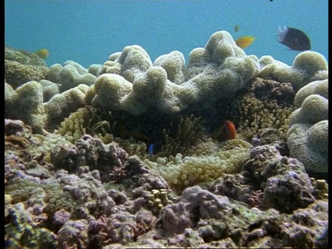 MS黑色小丑鱼，黑角闪鱼，在海葵patch的庇护，澳大利亚视频下载
