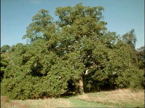 英国普通英语/有柄栎树(Quercus robur)一年多的MS时间流逝序列;序列剪辑，特殊术语适用视频素材