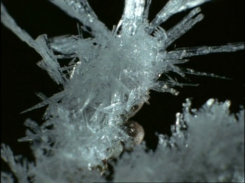 英国，树枝上形成冰晶视频素材