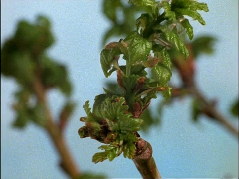 时间间隔- CU普通英文/有柄栎树(栎属)叶芽开放，英国视频素材
