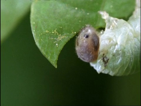 吃叶子的毛虫，英国视频素材