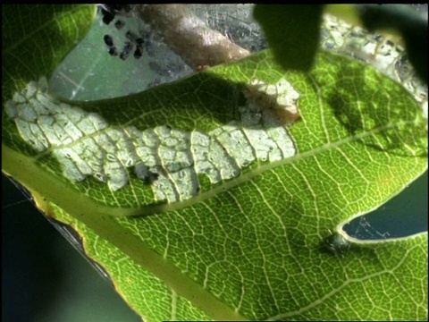 时间流逝- MCU网毛虫摄食树叶，英国视频素材