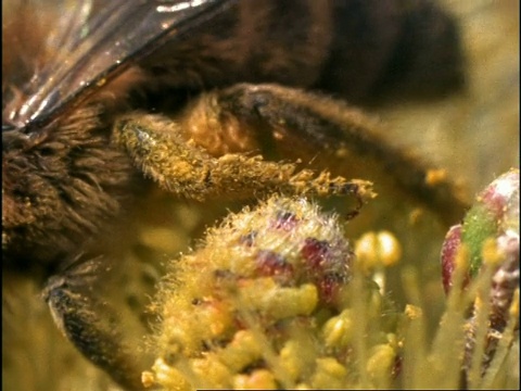 右，单栖蜜蜂(Colletes)采集花粉，英国视频下载