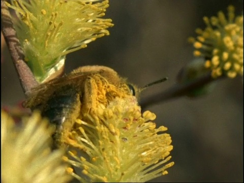 被花花粉覆盖的独居蜜蜂(Colletes)，洗涤，英国视频下载