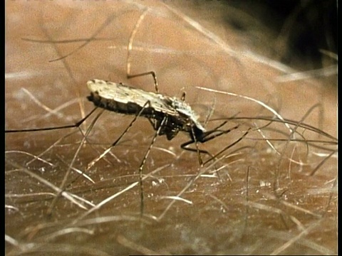 蚊子以人类皮肤为食，英国视频素材