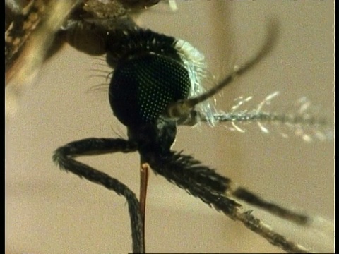 向上倾斜，蚊子在人体皮肤上进食的口器，英国视频素材