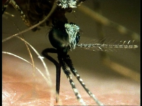 蚊虫饲养，英国视频素材
