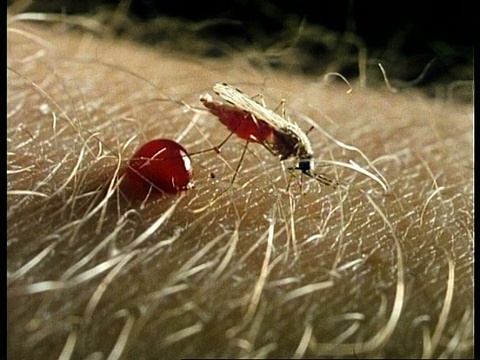 蚊子以人为食，排泄血液，英国视频素材
