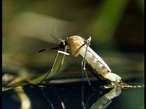 蚊子在水面上休息，英国视频素材