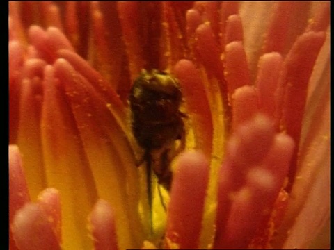 昆虫爬过花头收集花粉视频下载