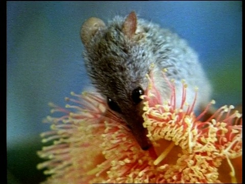 放大图片，澳大利亚蜜负鼠，Tarsipes spenserae，正在喝巨桉(珊瑚胶)的花蜜。视频素材