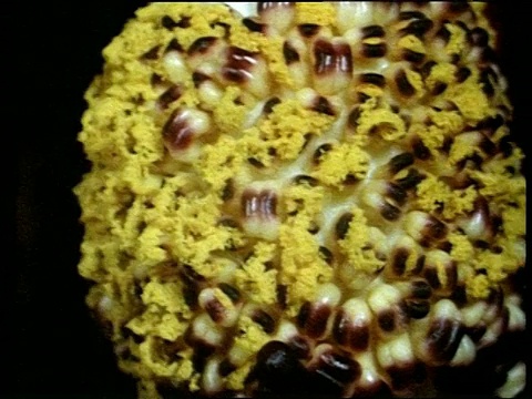 撒丁岛死马芋百合产生花粉的雄蕊视频下载