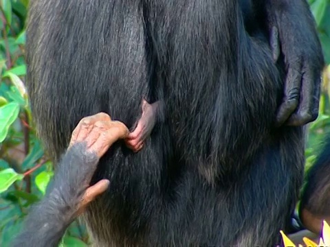 高角度黑猩猩伸手抓住刚出生的婴儿的手，当它从妈妈的背后出现视频下载