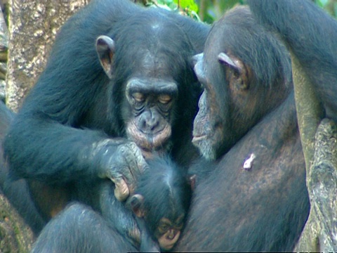黑猩猩的母亲和年幼的婴儿坐在树上，另一个新郎婴儿，塞拉利昂视频素材