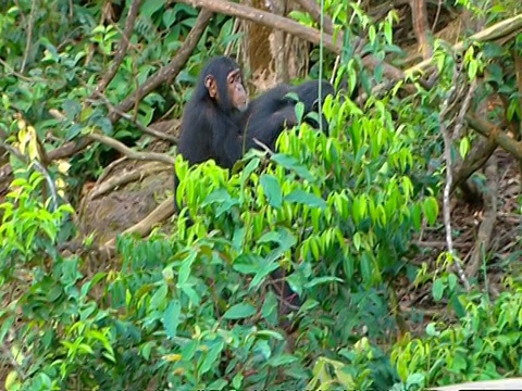 黑猩猩(Pan troglodytes)的母亲带着孩子在树上，坐在树枝上。母亲敦促孩子坐在她的腿上，塞拉利昂视频素材