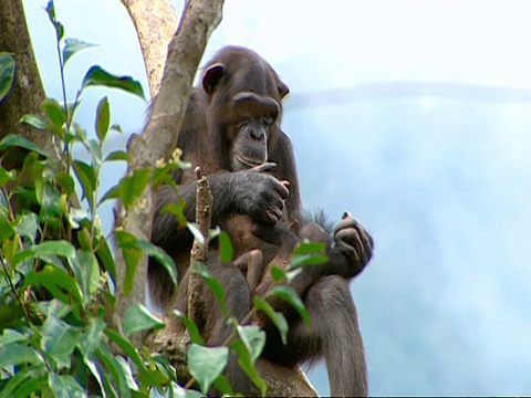 塞拉利昂，一只黑猩猩(Pan troglodytes)坐在高高的树上，抱着年幼的婴儿在空中视频素材
