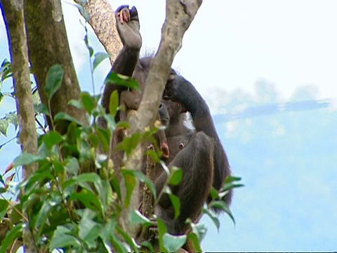 在塞拉利昂，一只黑猩猩(Pan troglodytes)坐在高高的树上，用胳膊把年幼的婴儿抱在空中，看起来很危险视频素材