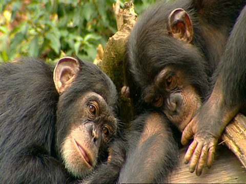 黑猩猩们并排躺在原木上视频素材