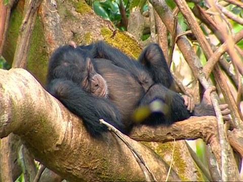 塞拉利昂，黑猩猩(Pan troglodytes)在树上睡觉视频素材