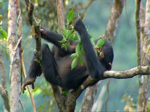 塞拉利昂，一只黑猩猩(Pan troglodytes)在高高的树枝上休息，用树叶遮蔽头部视频素材