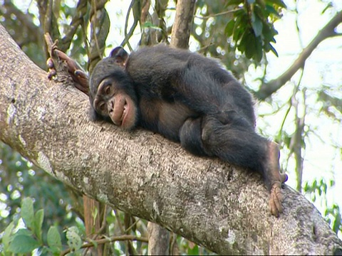 塞拉利昂，一只黑猩猩(Pan troglodytes)在陡峭的树枝上休息视频素材