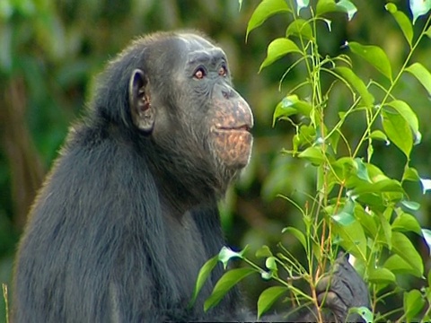 成年黑猩猩坐着摘树叶吃，咀嚼视频下载