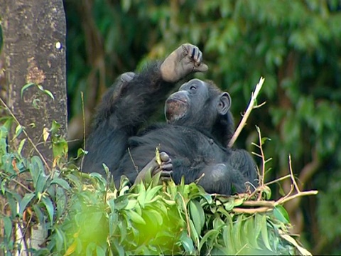塞拉利昂的黑猩猩躺在树窝里，懒洋洋地挠着腿视频素材