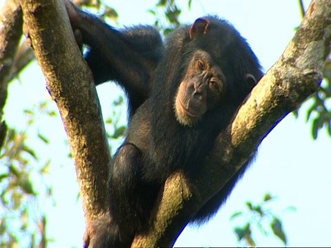 狮子山，黑猩猩躺在树叉上，打呵欠视频素材