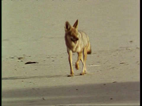 土狼，大犬，跑过沙滩，潘左追，美国视频下载