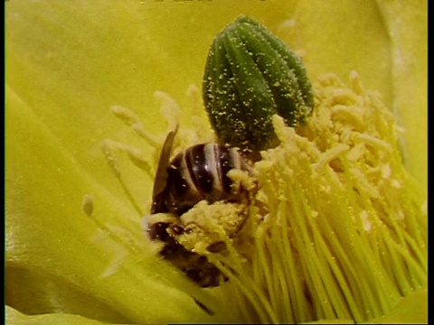 美国多棘仙人掌仙人掌耐力的CU蜜蜂研究视频素材