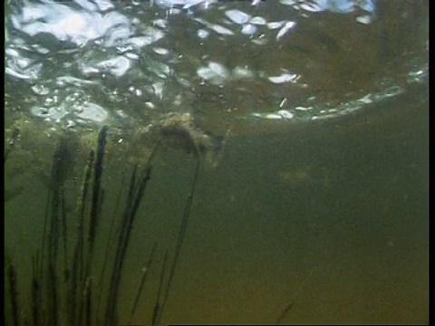 在水面上着陆的小动物，被从下面升起的蓝鳃鱼捕获，水下，低角度，美国视频下载
